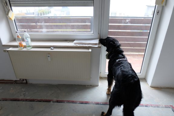 Schimmelspürhund