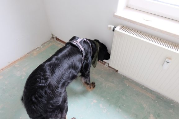 Schimmelspürhund